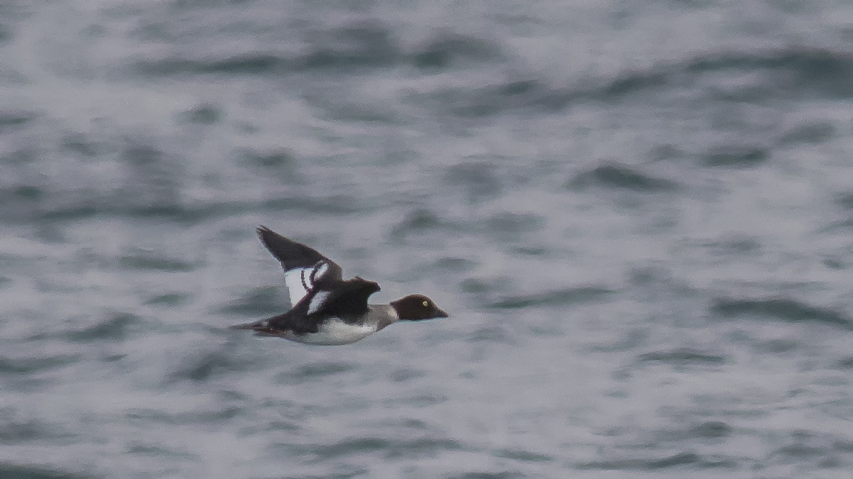Common Goldeneye — Ana fotoğraf