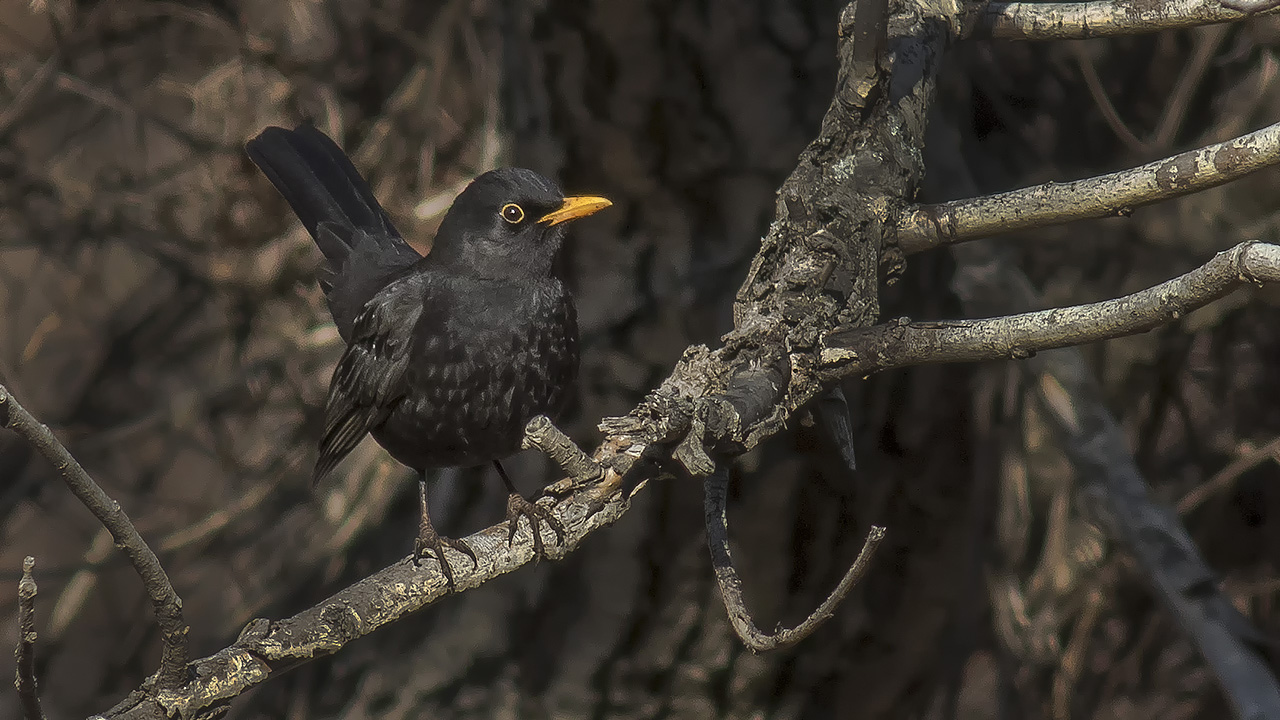 Eurasian Blackbird