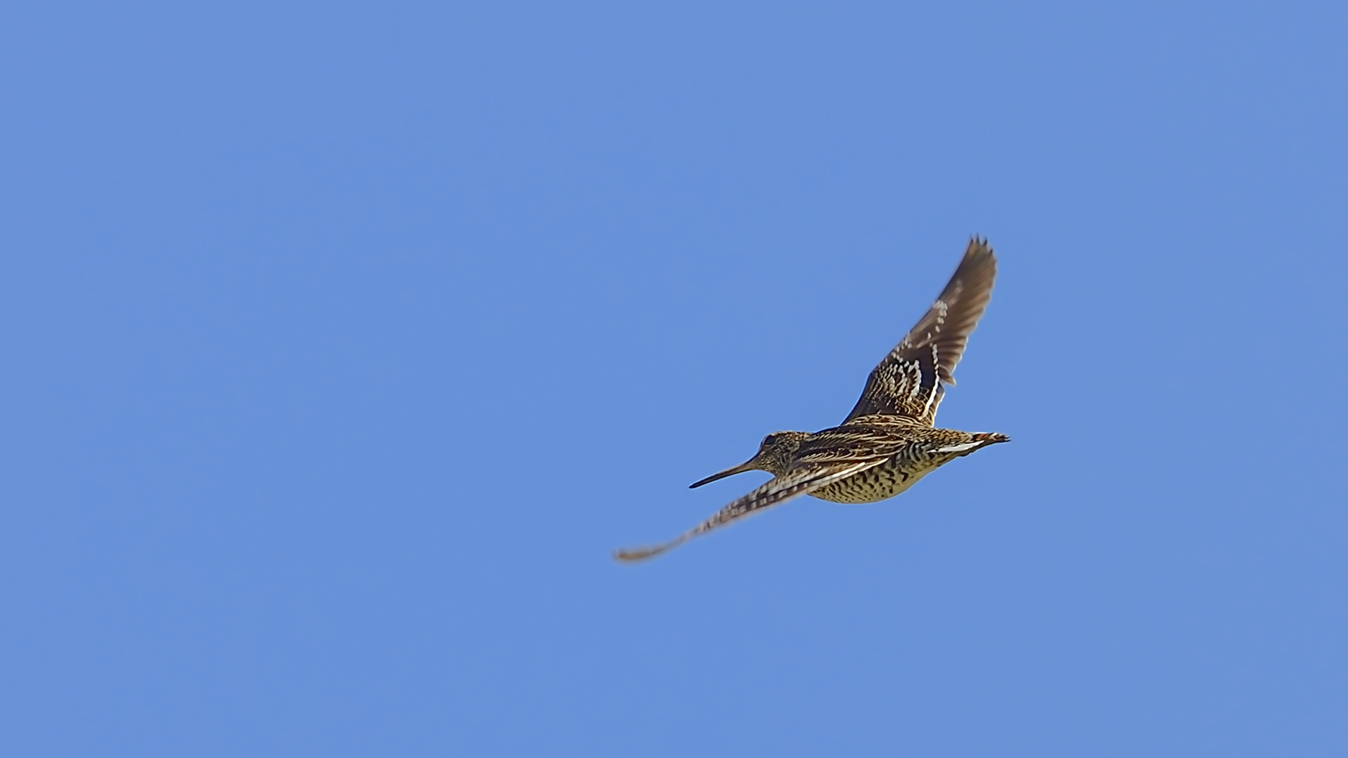Great Snipe — Ana fotoğraf