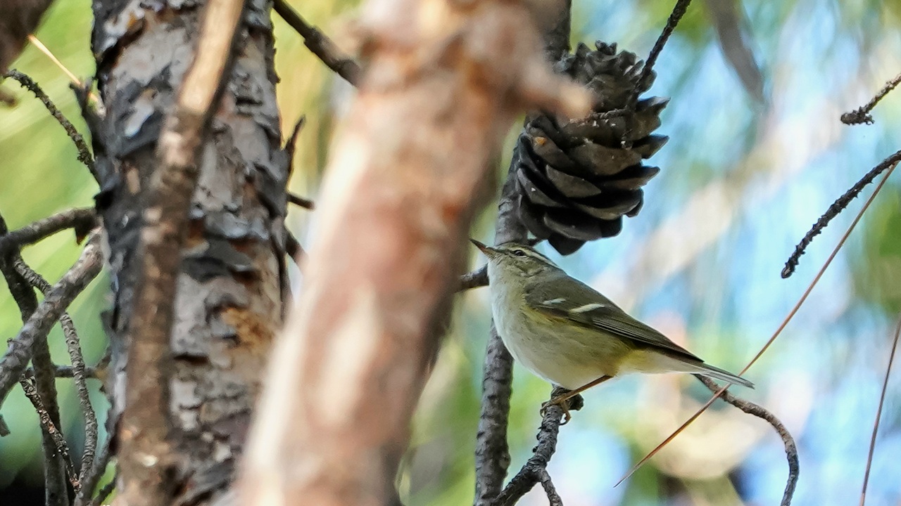 Hume's Warbler