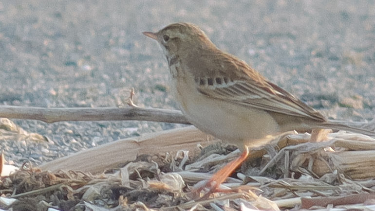 Blyth's Pipit