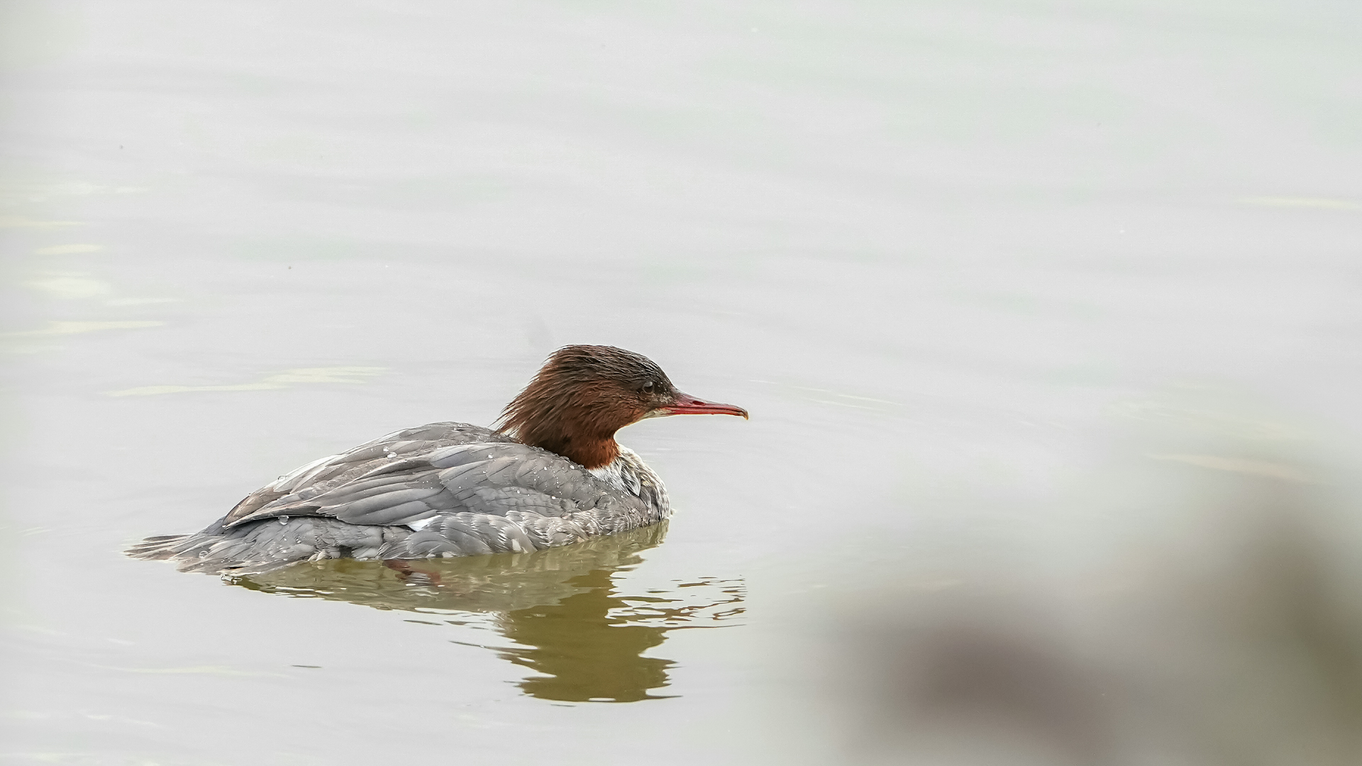 Common Merganser