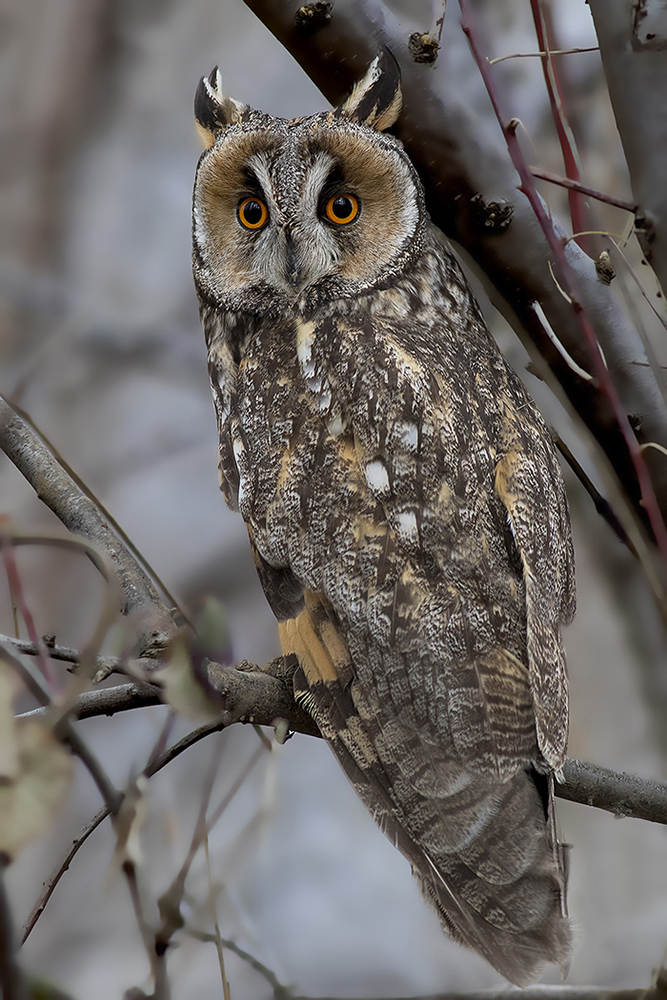 Long-eared Owl