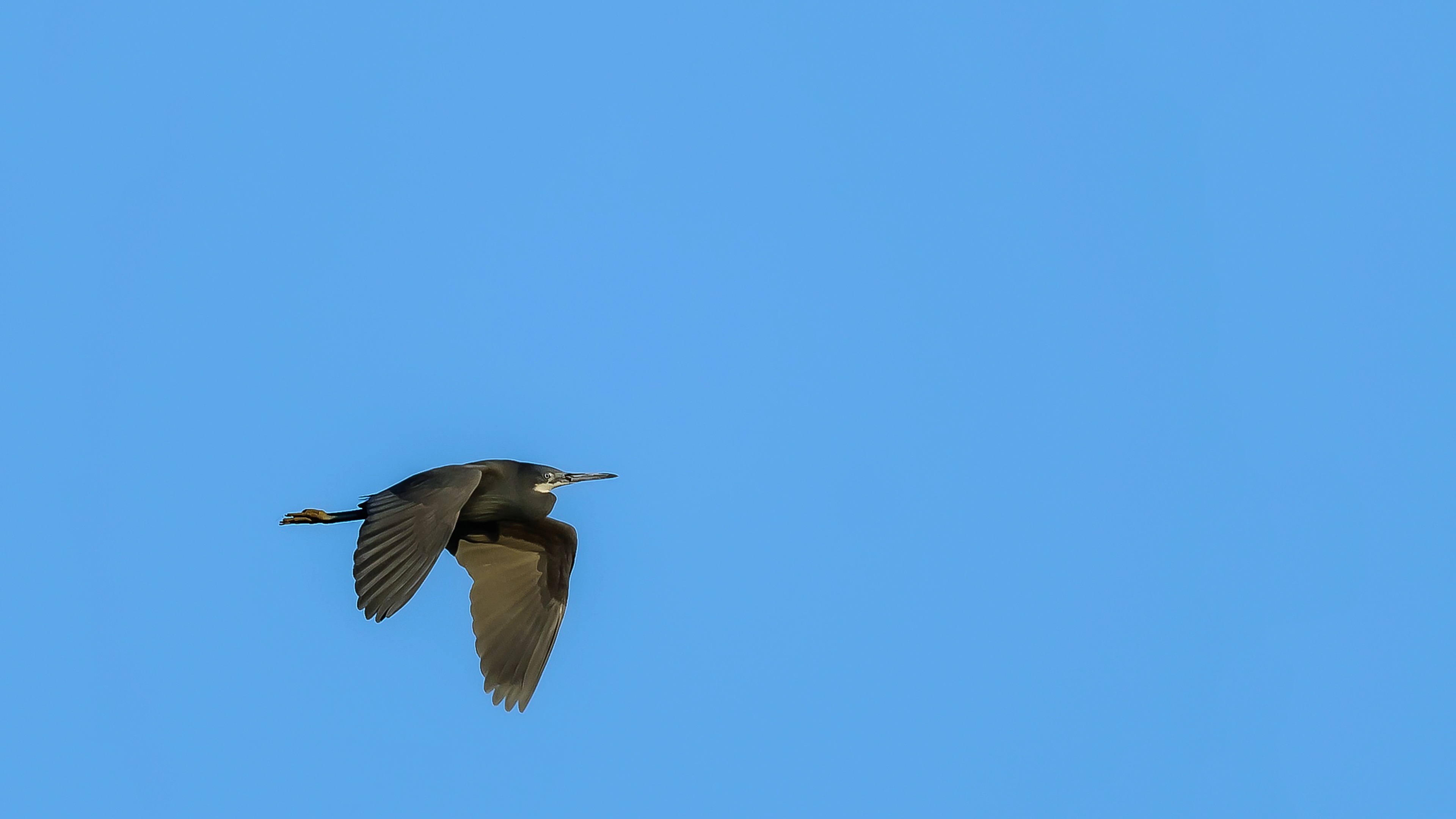 Western Reef-Heron