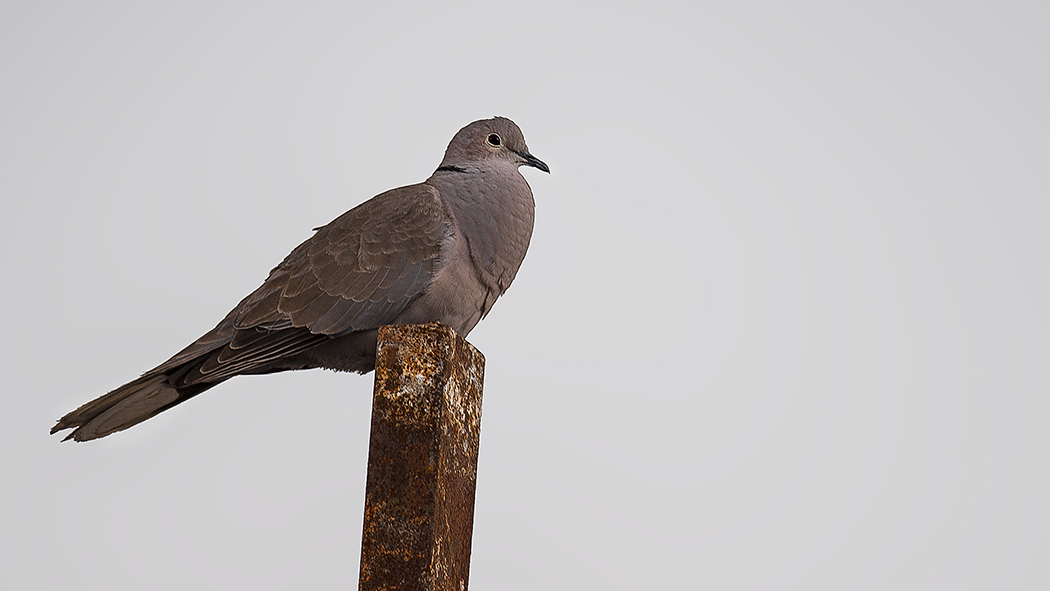 Eurasian Collared-Dove