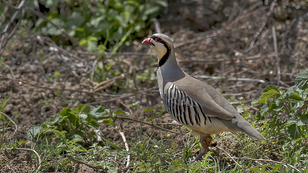 Chukar