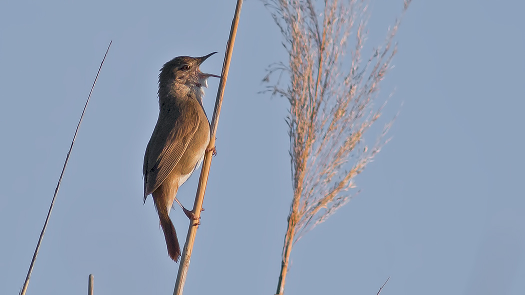 Savi's Warbler
