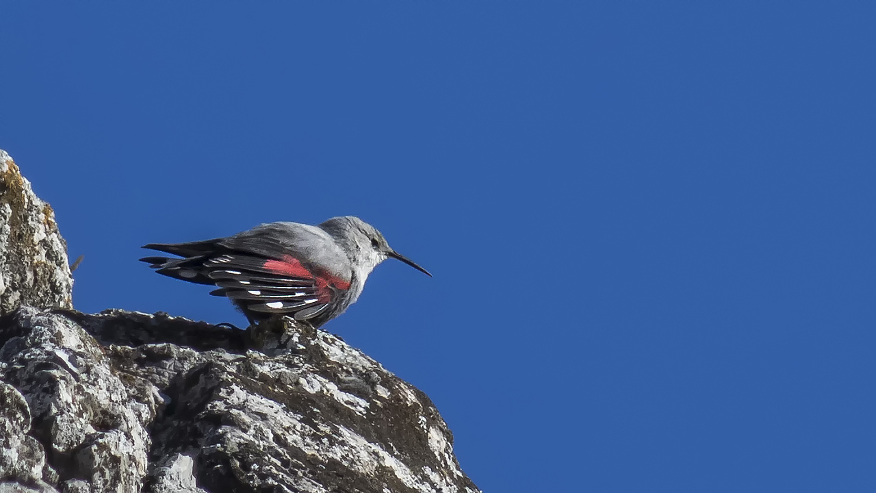 Wallcreeper