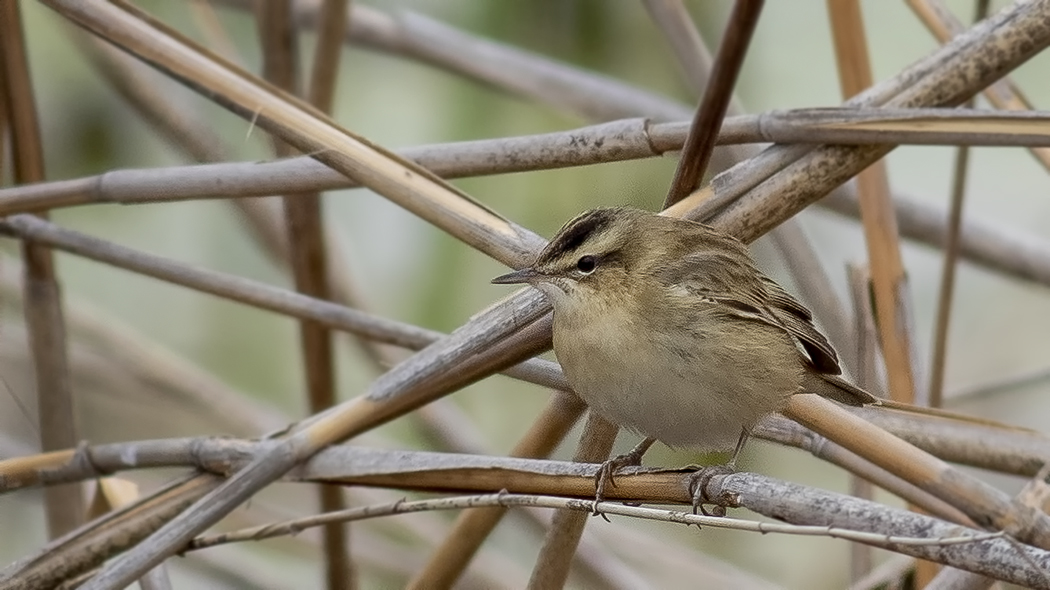 Sedge Warbler