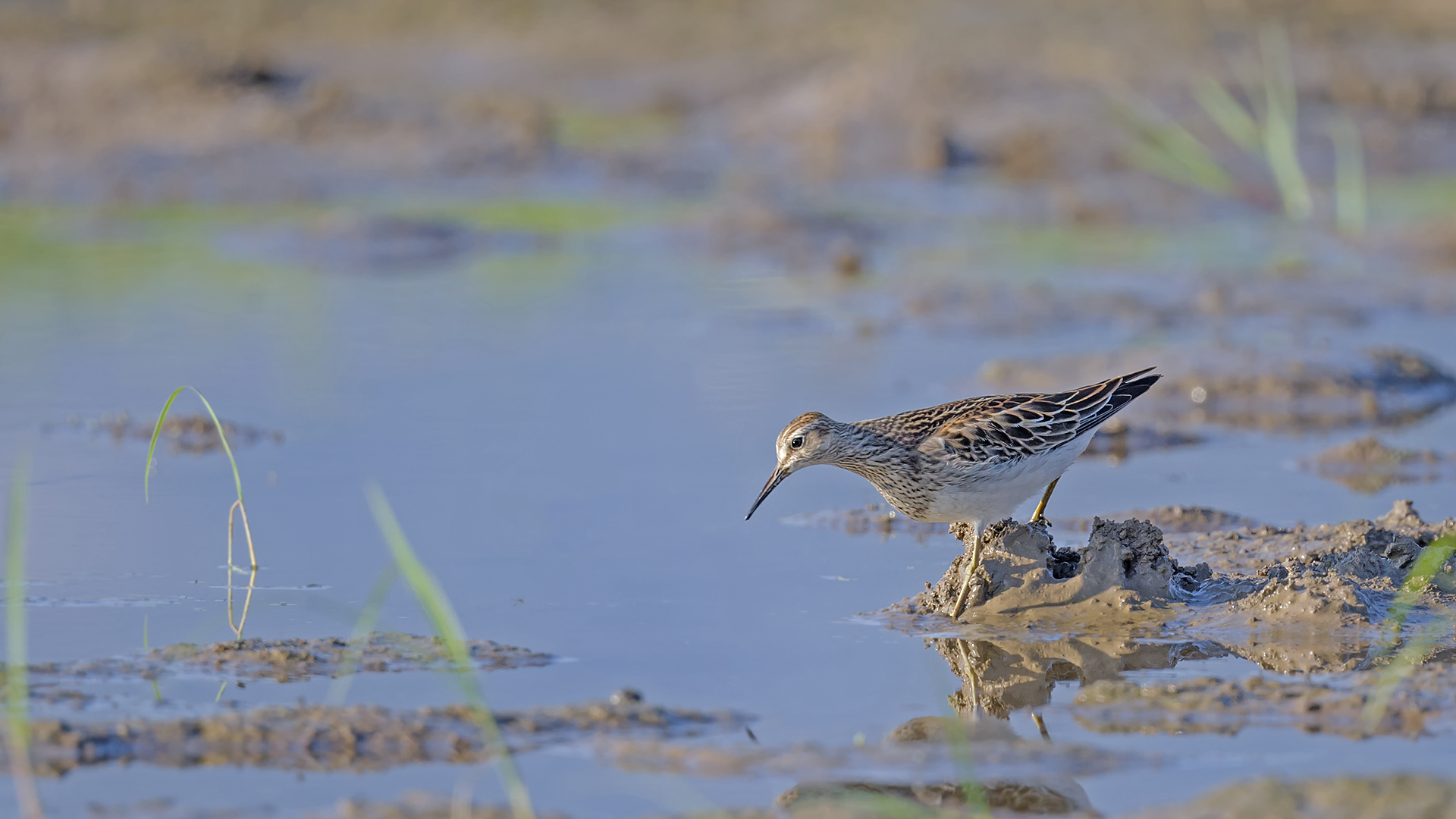 Pectoral Sandpiper
