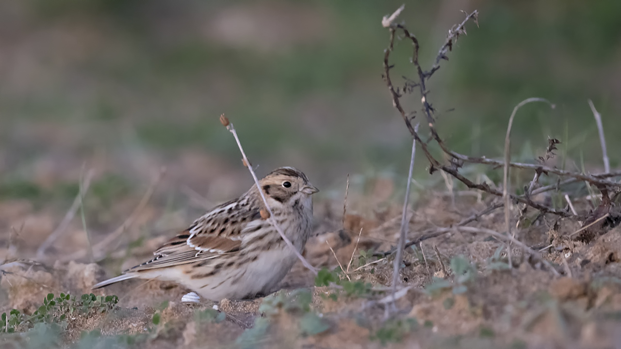 Lapland Longspur