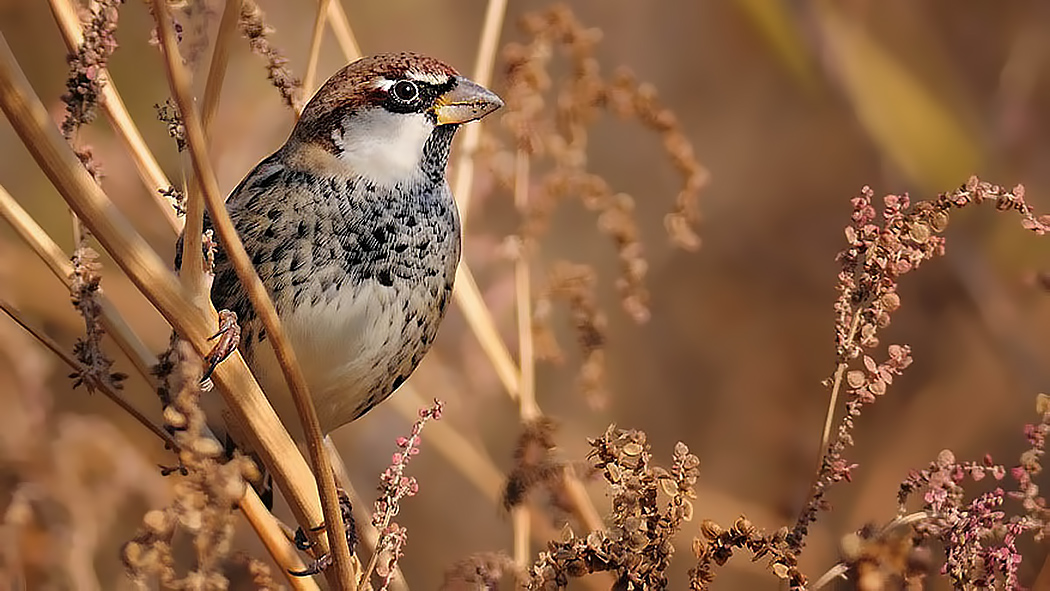 Spanish Sparrow