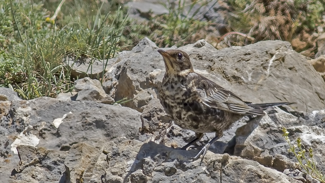 Ring Ouzel