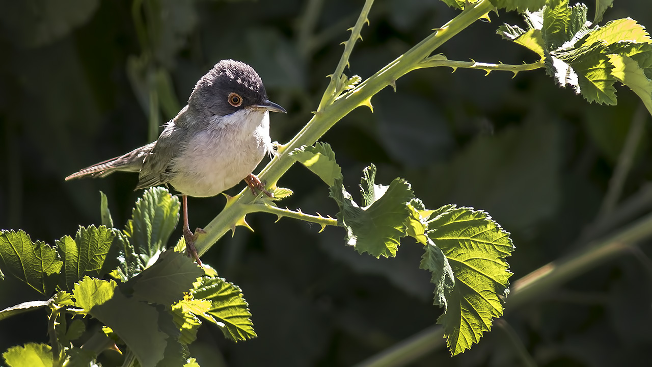 Menetries's Warbler