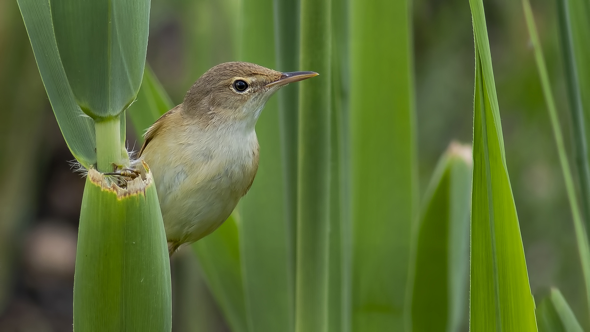 Eurasian Reed Warbler