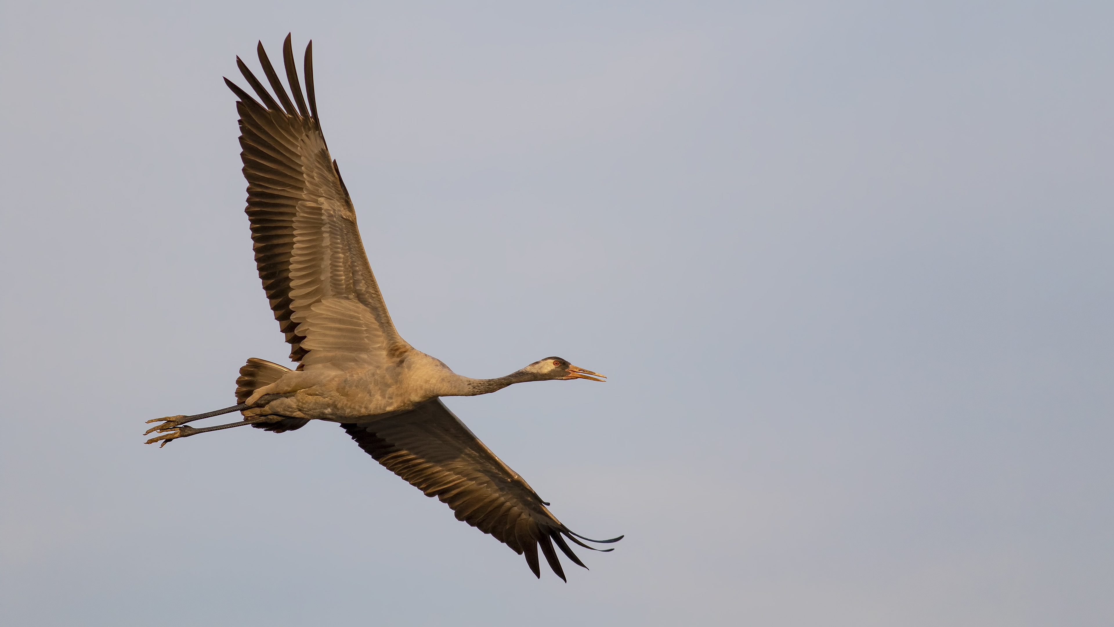 Common Crane