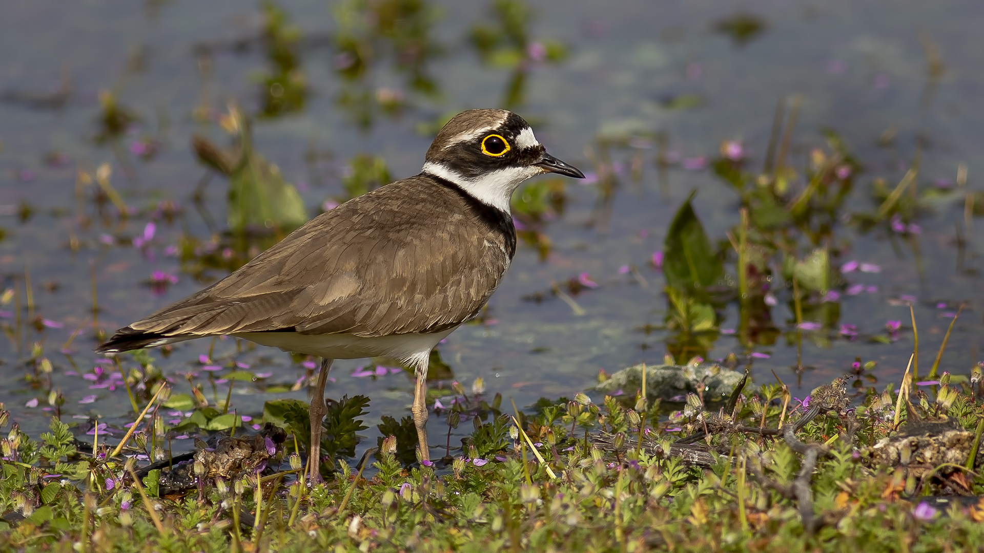 Little Ringed Plover