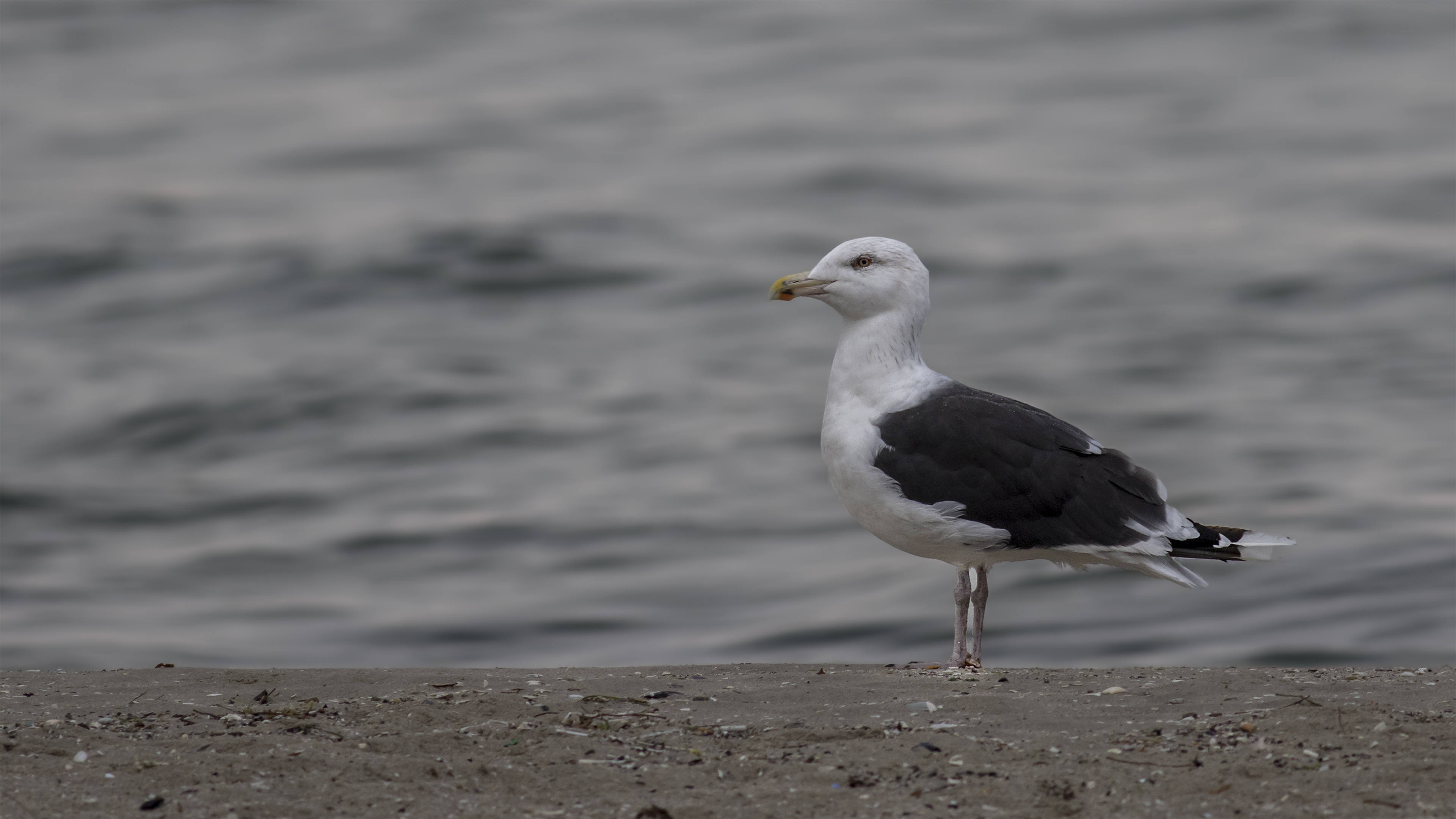 Great Black-backed Gull
