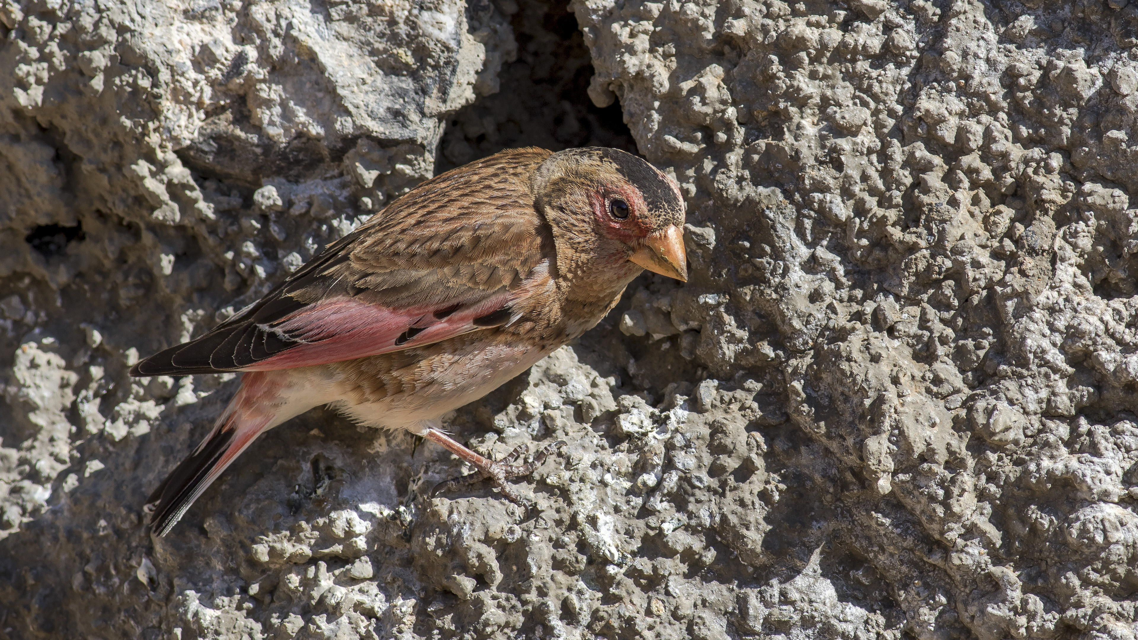 Crimson-winged Finch