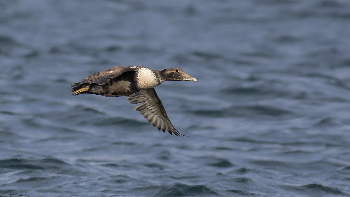 Common Eider