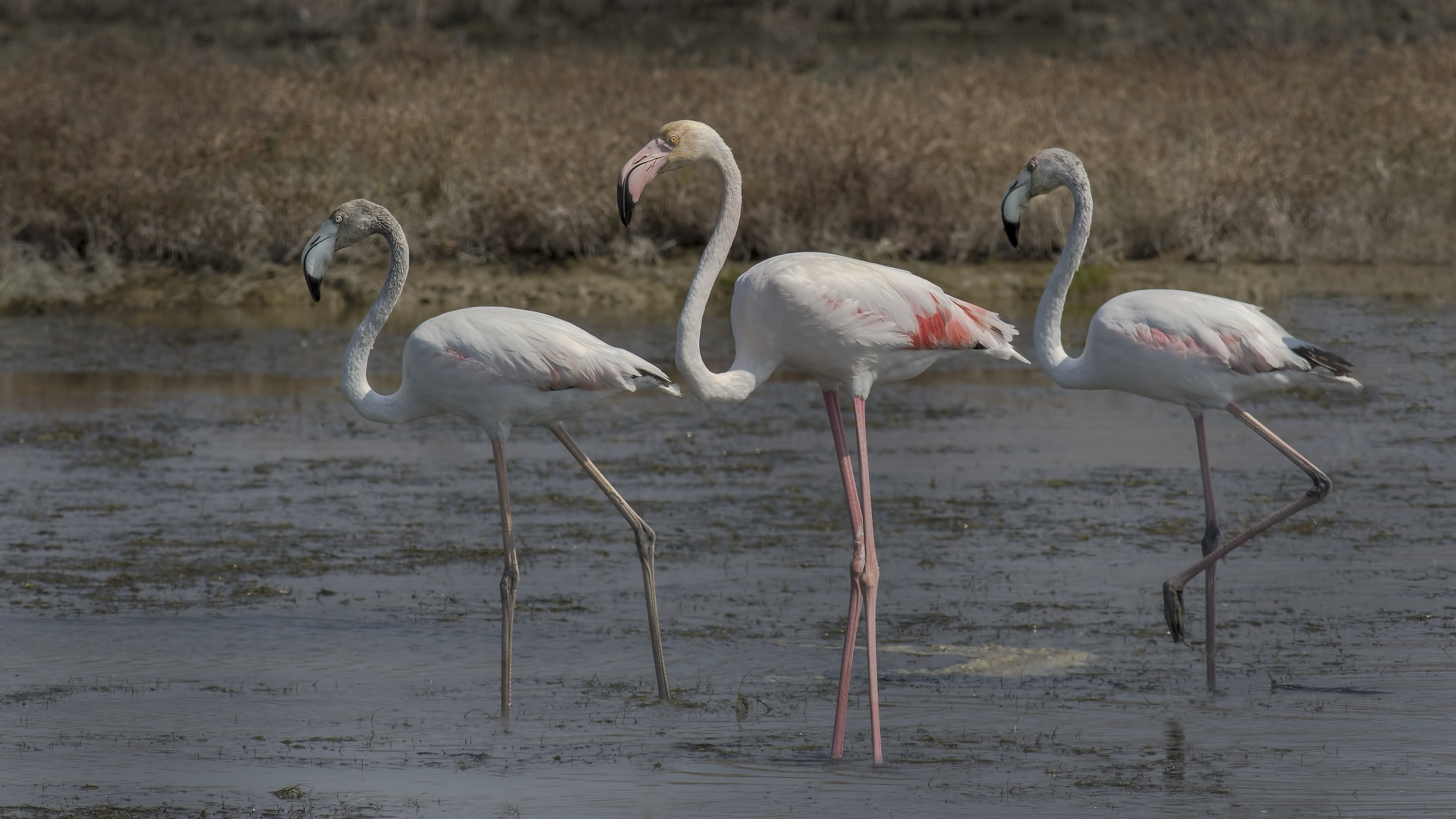 Greater Flamingo