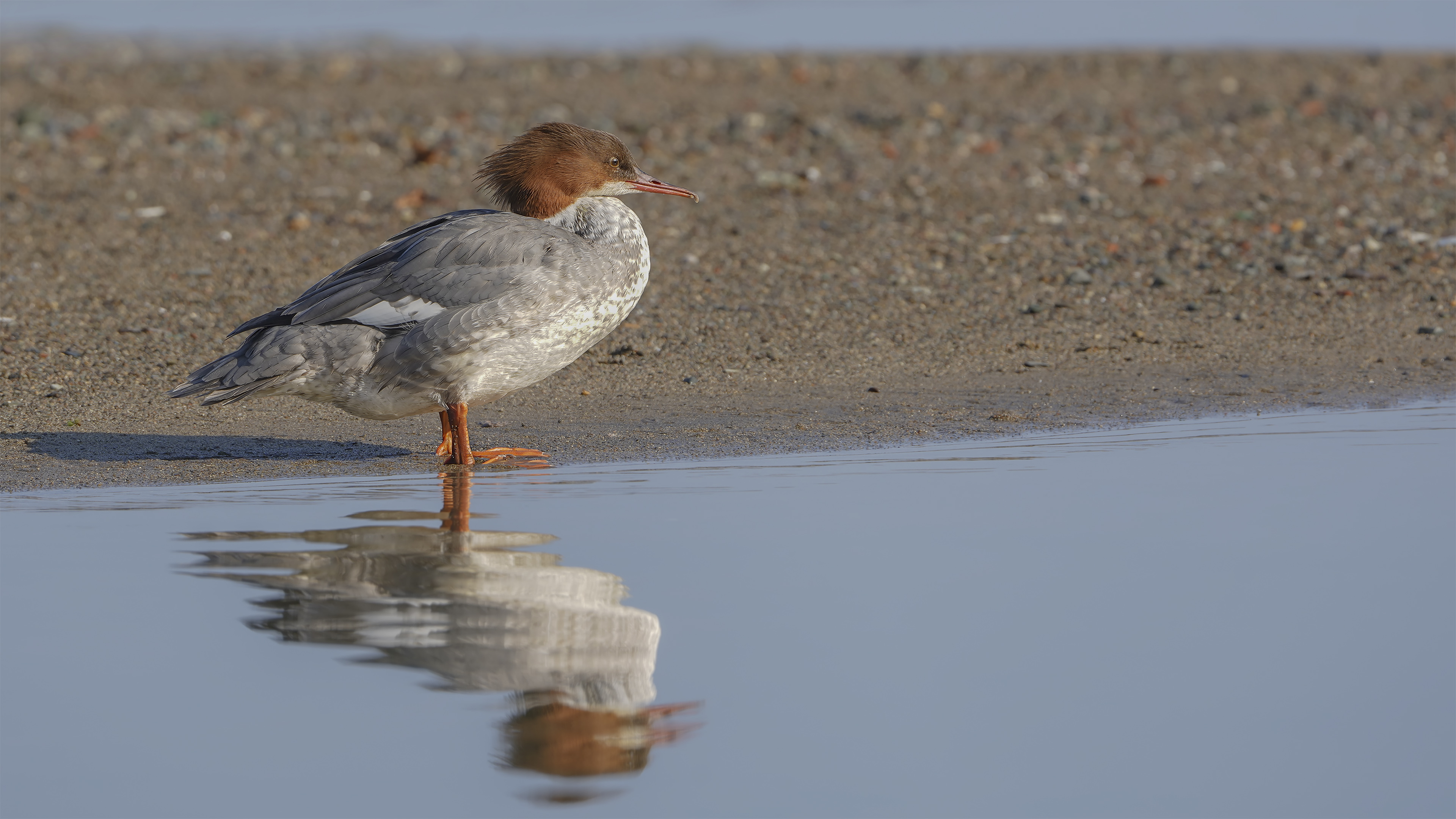 Common Merganser