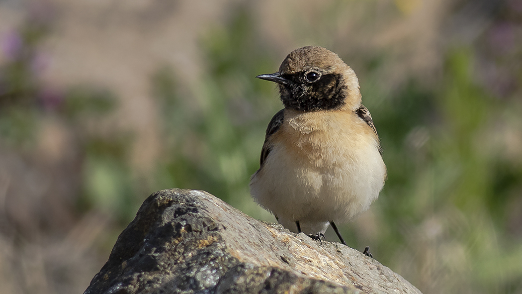 Black-eared Wheatear