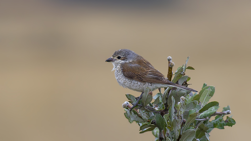 Red-backed Shrike