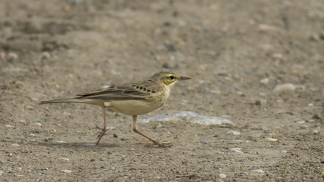 Tawny Pipit