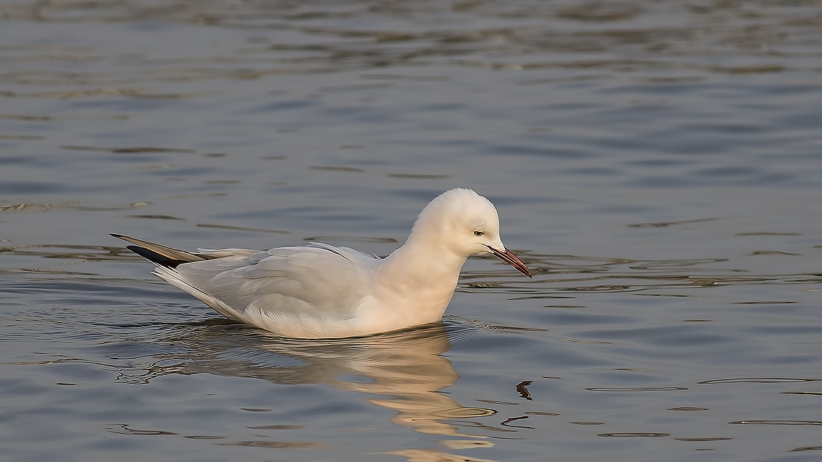 Slender-billed Gull