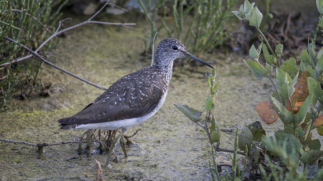 Common Greenshank