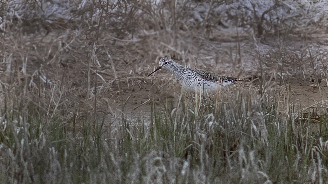 Marsh Sandpiper