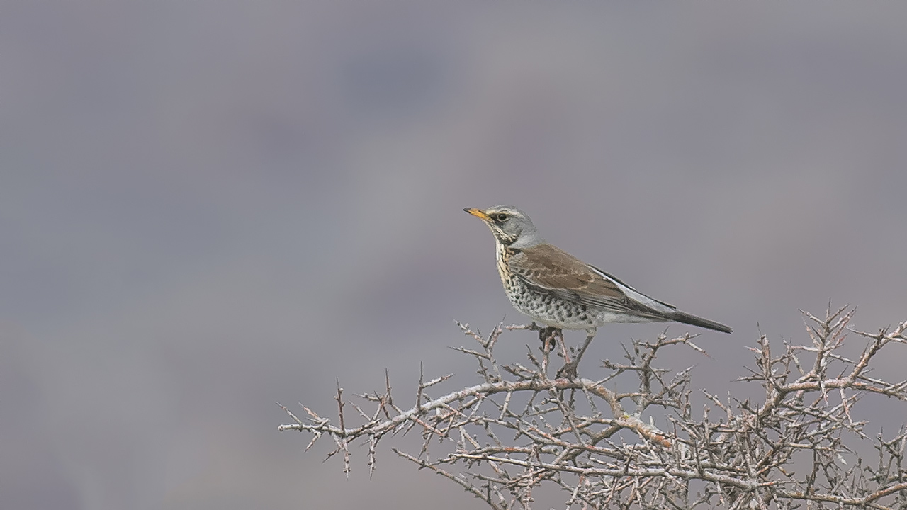 Fieldfare