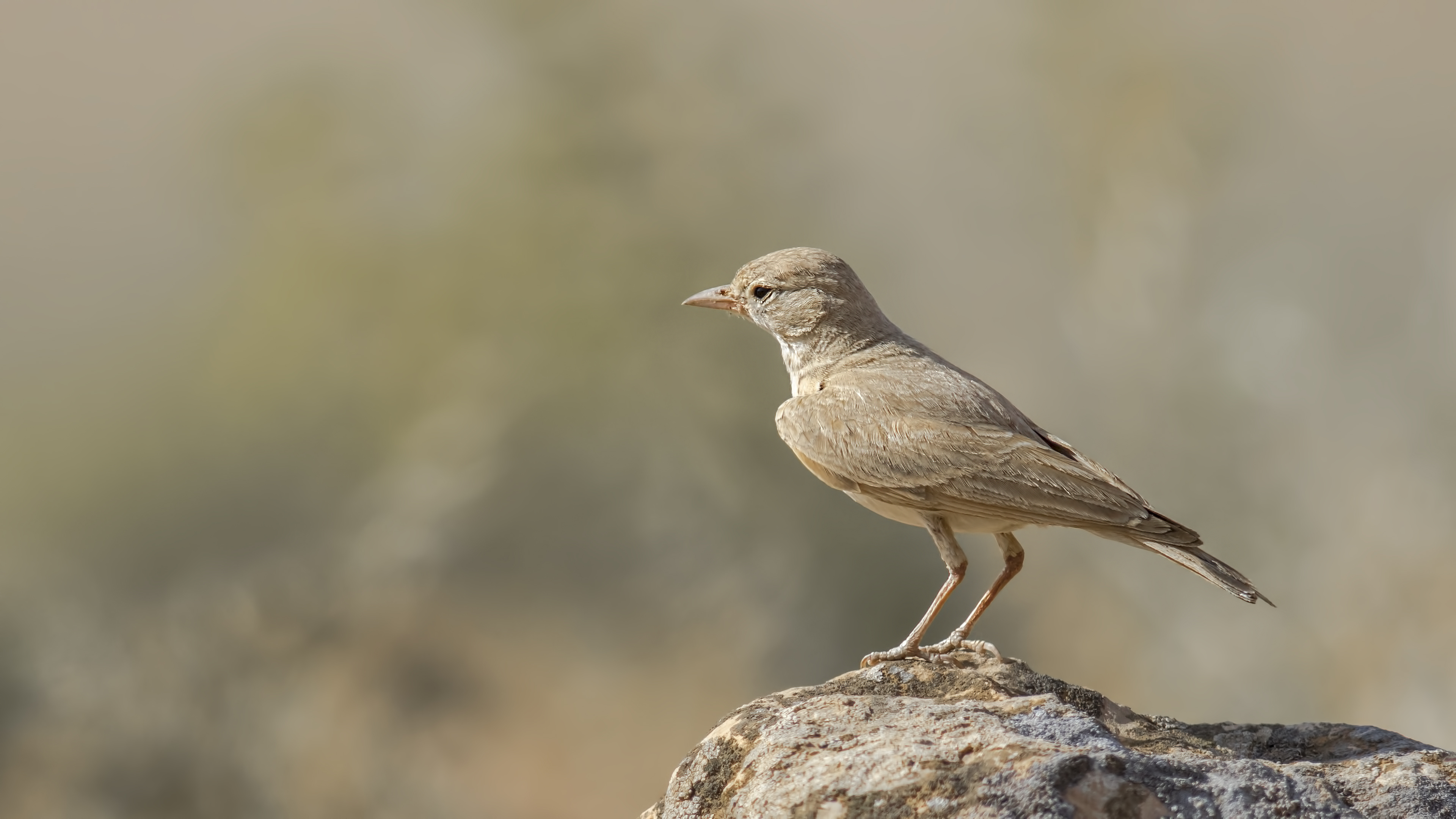 Bar-tailed Lark