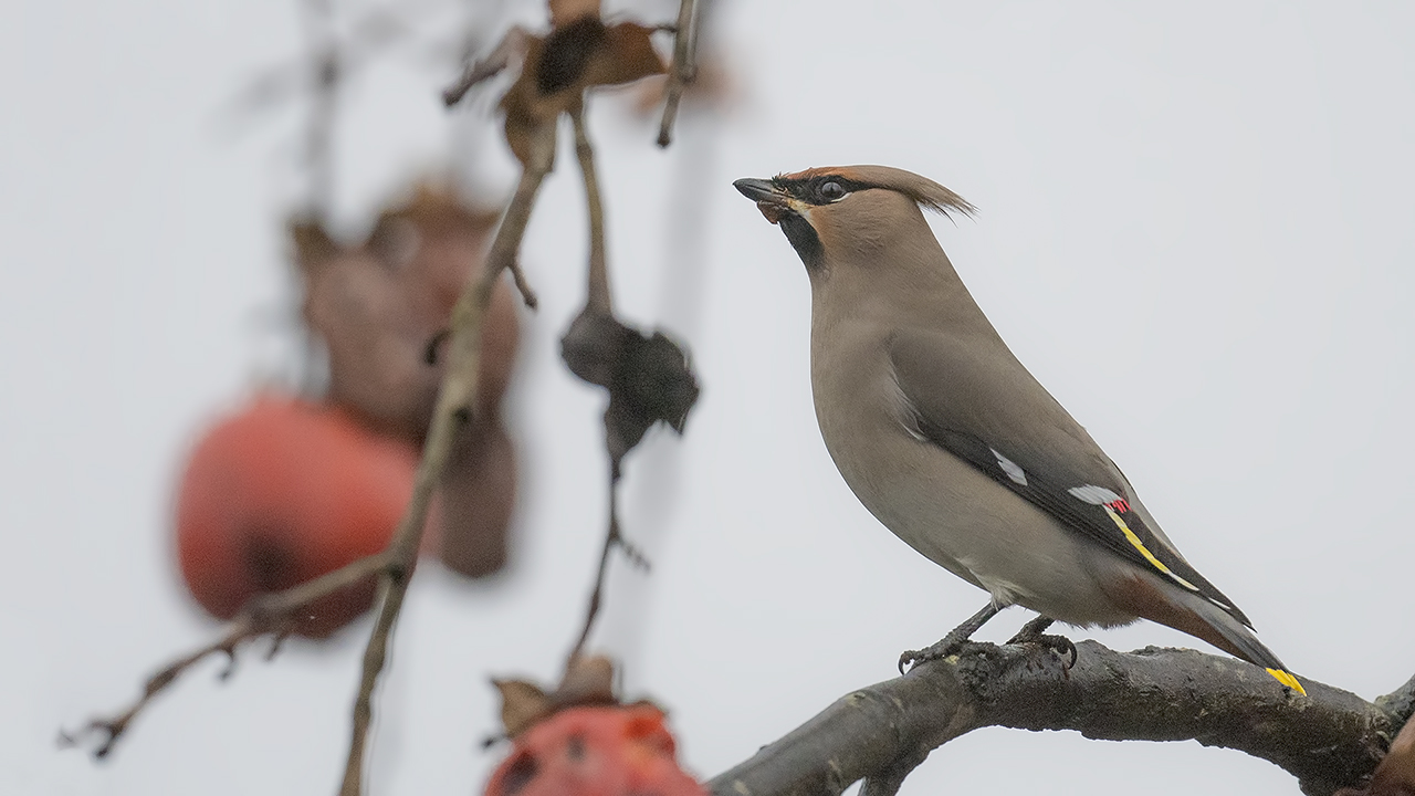 Bohemian Waxwing