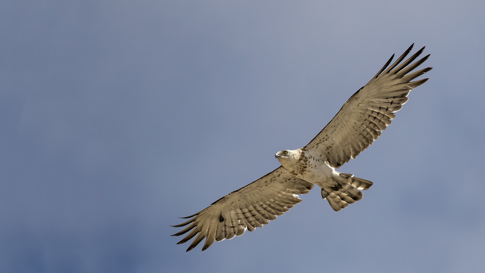 Short-toed Snake-Eagle