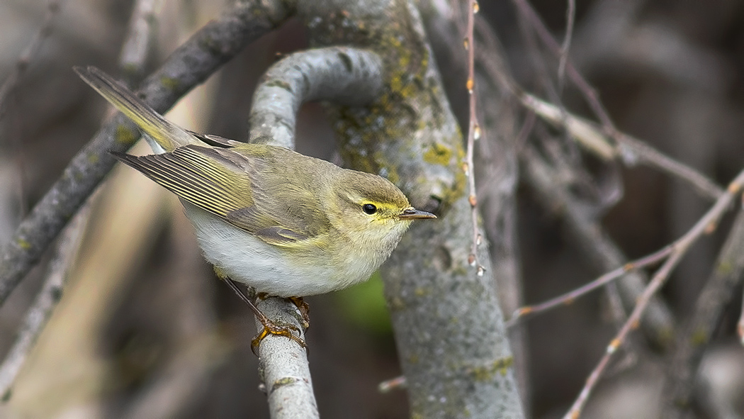 Willow Warbler