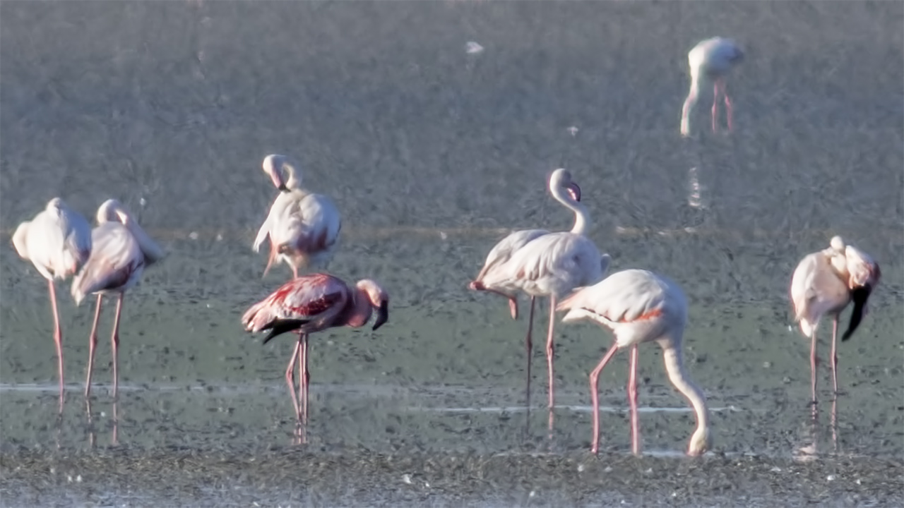 Lesser Flamingo — Ana fotoğraf