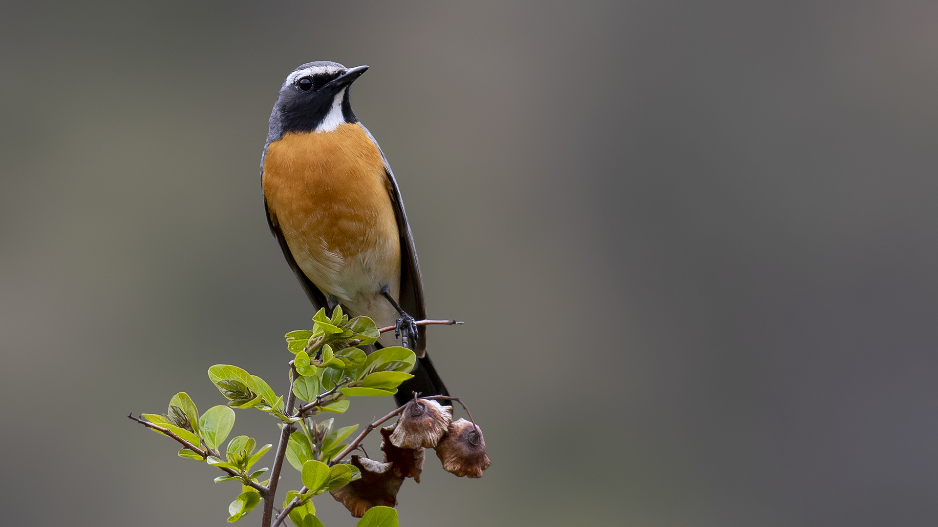 White-throated Robin