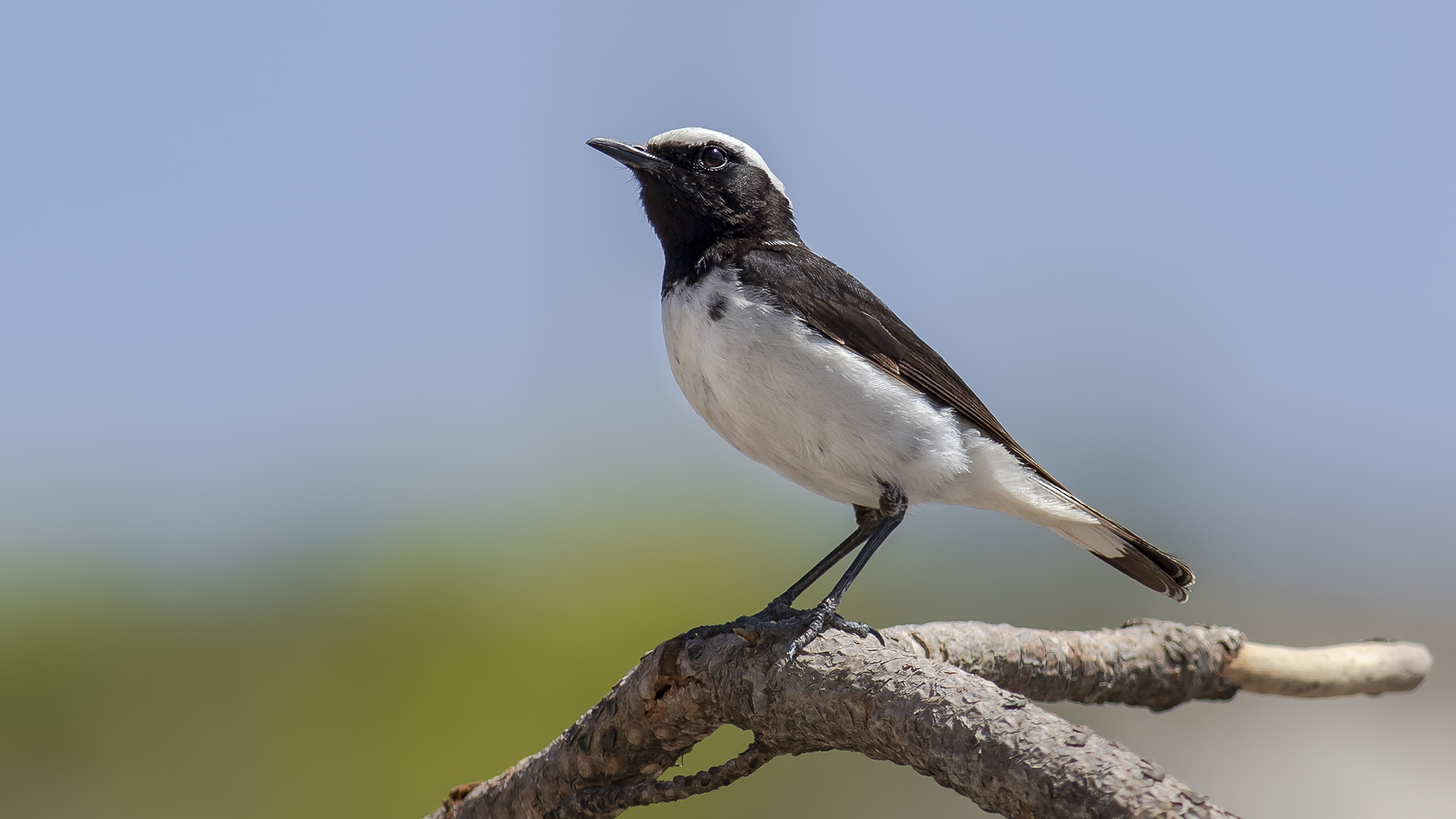 Finsch's Wheatear