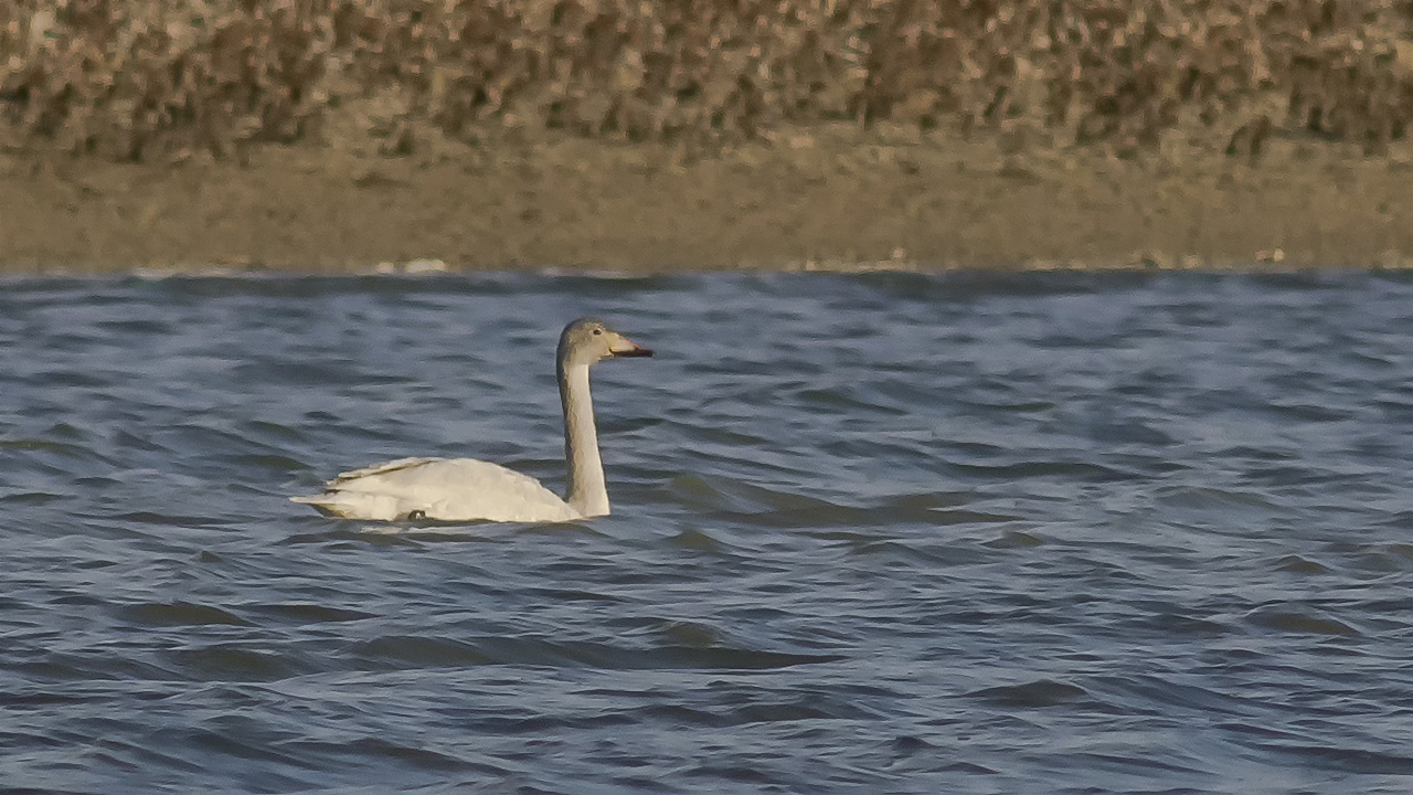 Whooper Swan