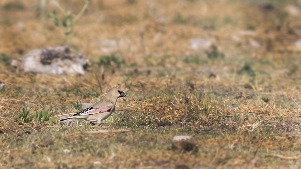 Desert Finch