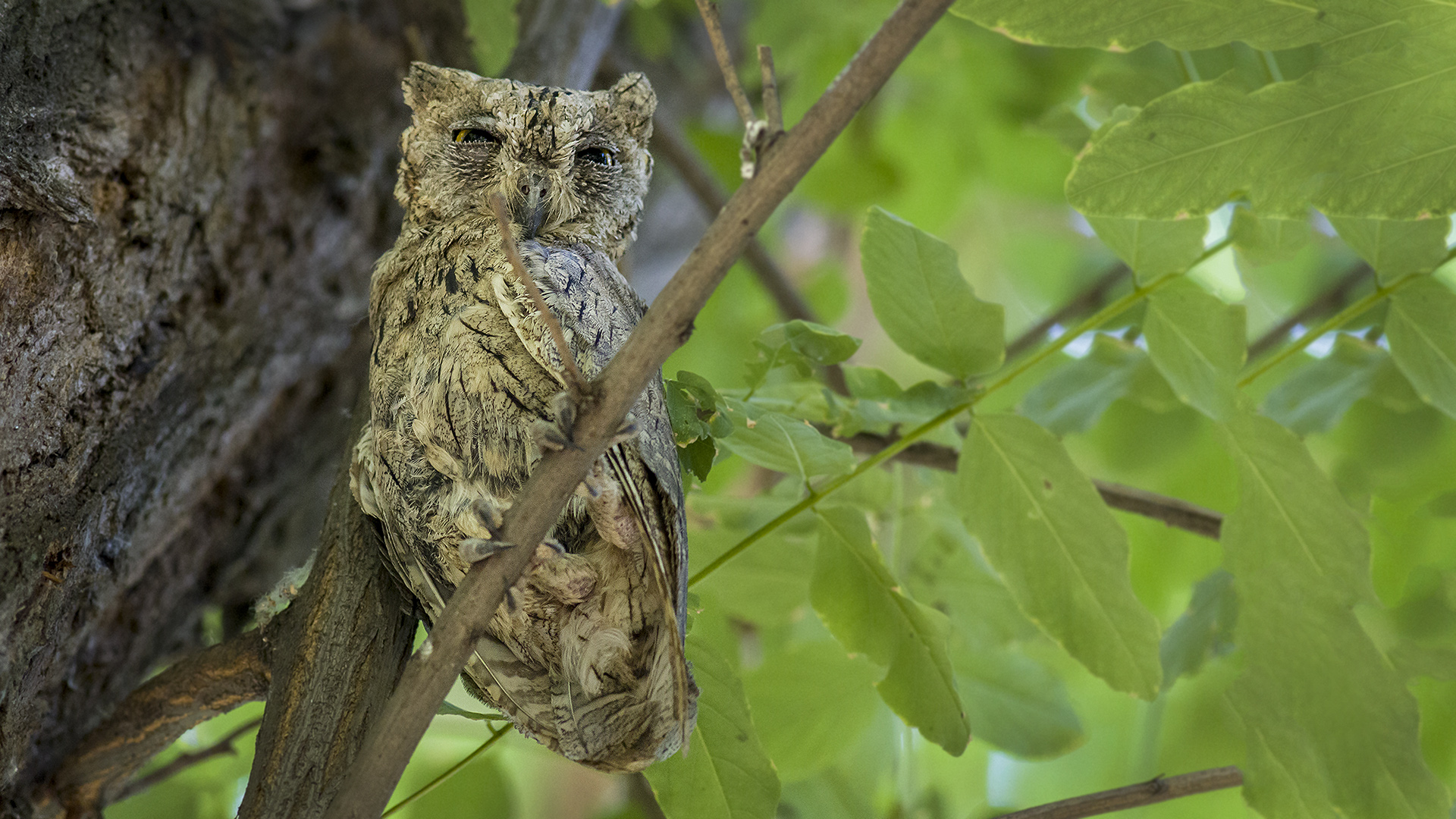 Pallid Scops-Owl