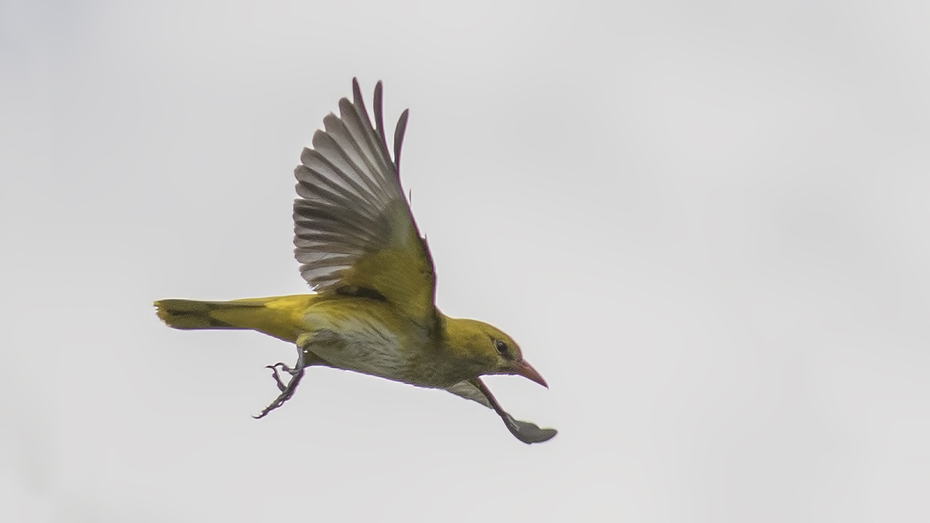 Eurasian Golden Oriole