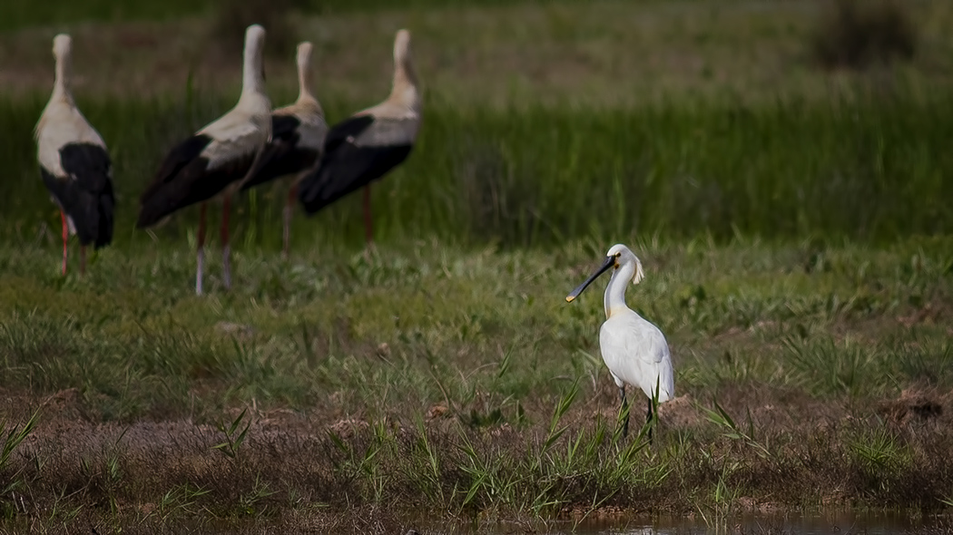Eurasian Spoonbill