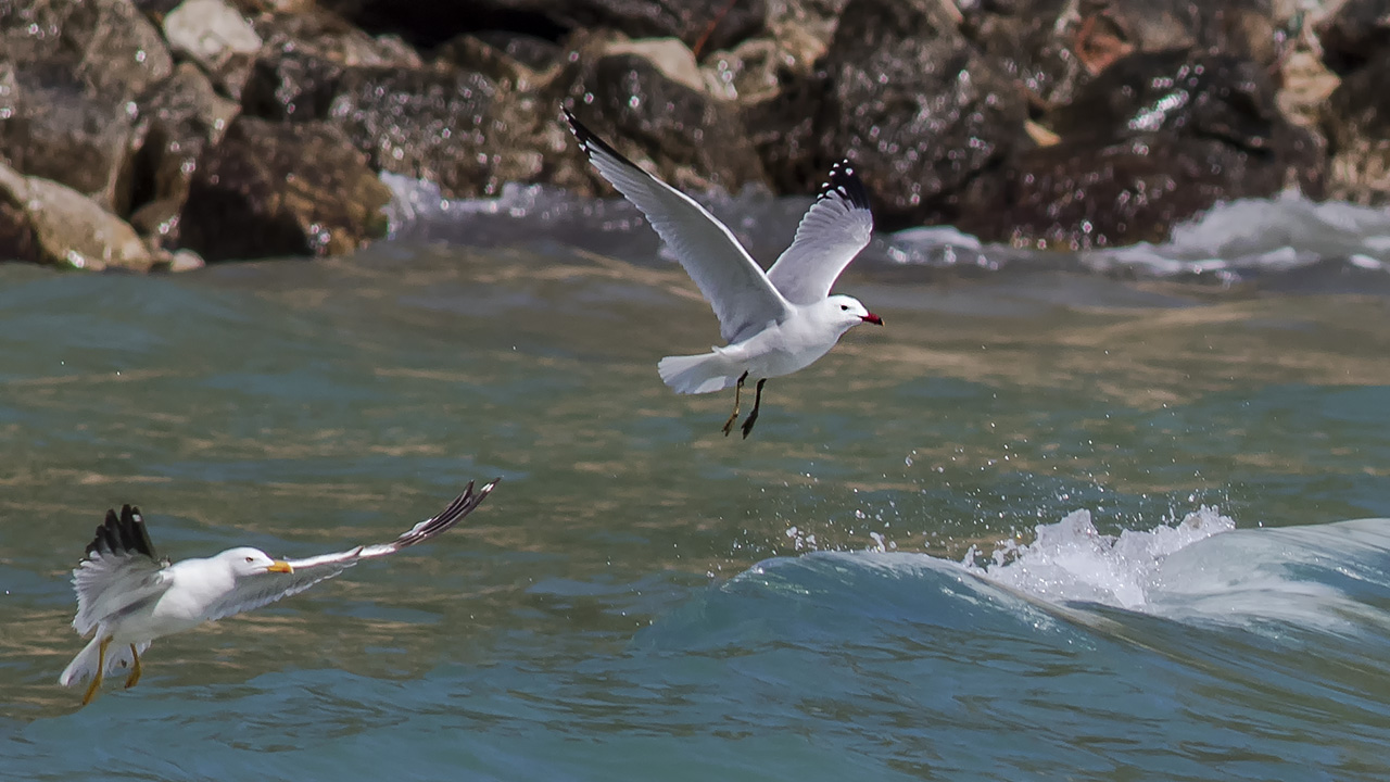 Audouin's Gull
