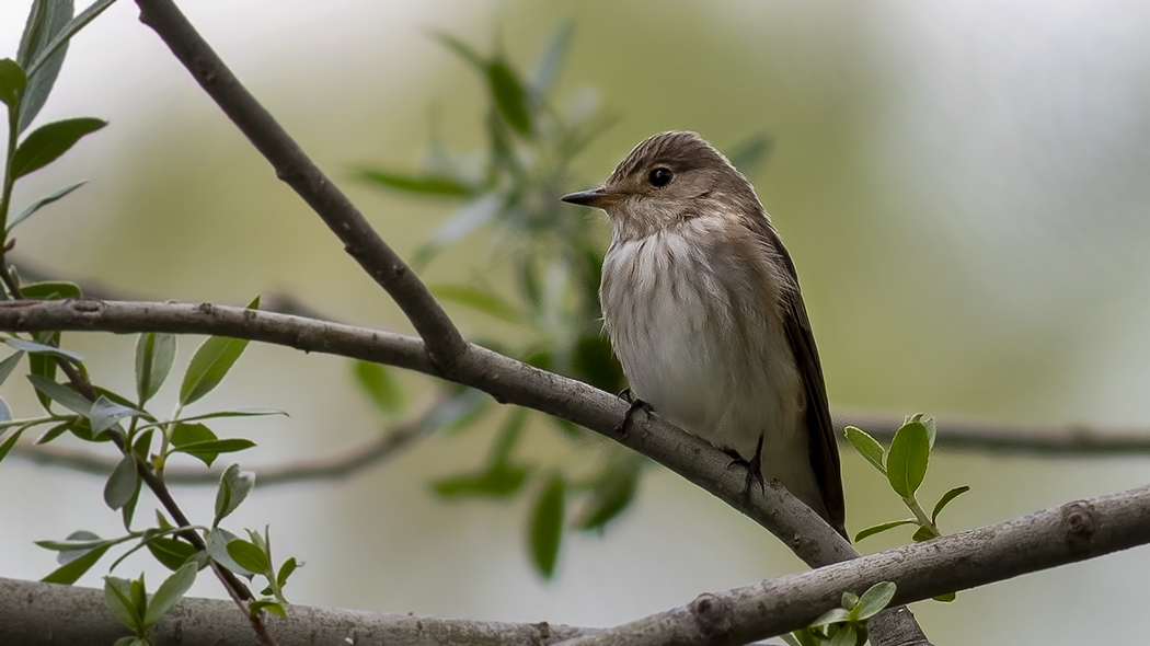 Spotted Flycatcher