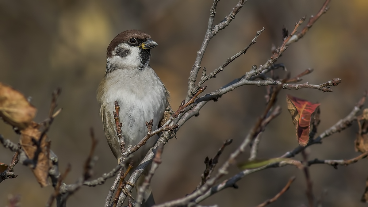 Eurasian Tree Sparrow