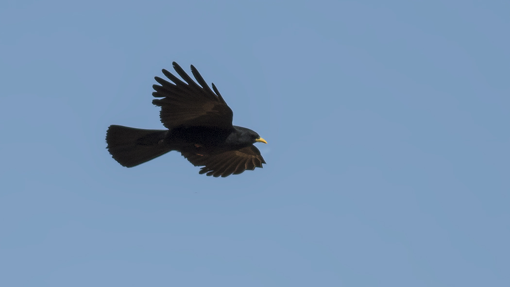 Yellow-billed Chough — Ana fotoğraf