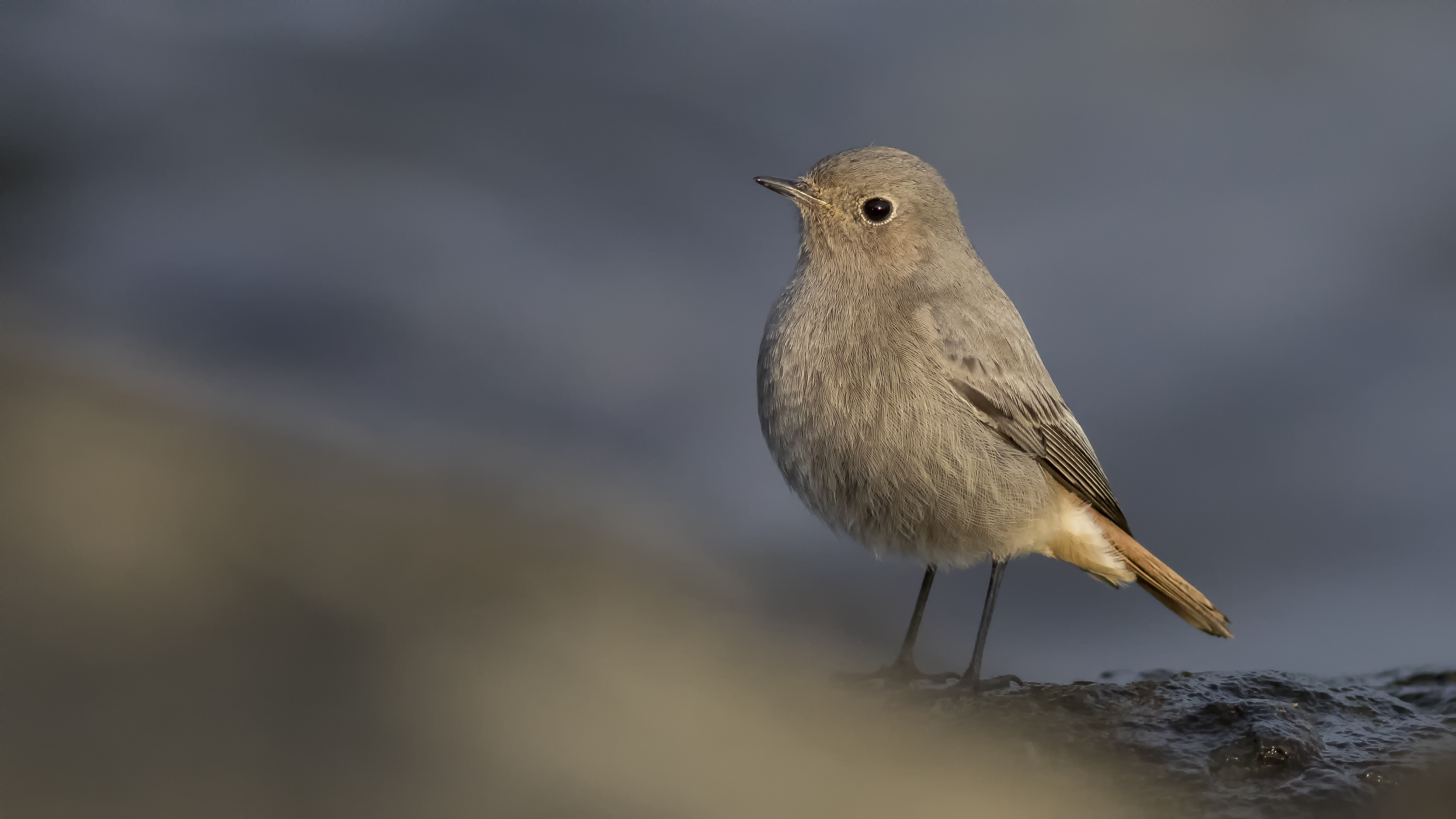 Black Redstart